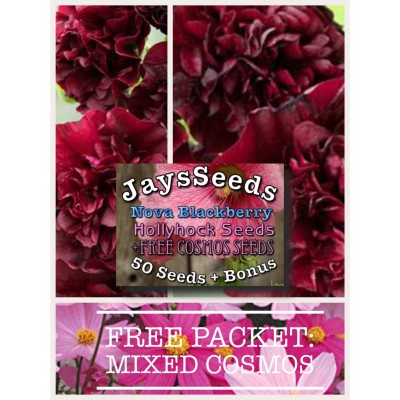 Nova Blackberry Hollyhock Seed Packet + Free Pack Mixed Cosmos   